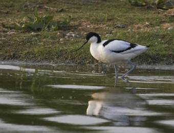 avocette