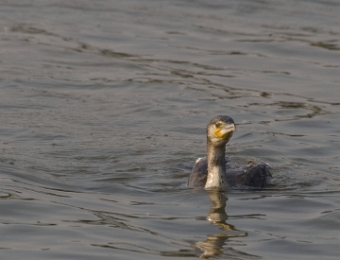 cormoran